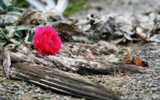 dead-bird-and-rose_19-131127