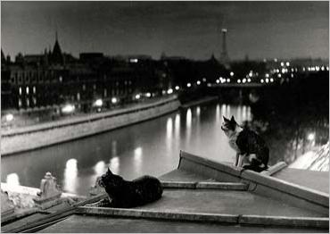 img_Paris--die-Katzen--nachts--1954_Robert-DOISNEAU_ref~150.002551.00_mode~zoom