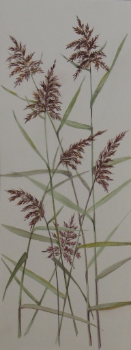 reeds-in-the-Chinese-style
